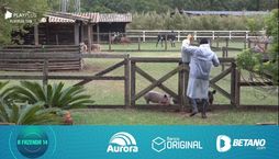 André alimenta os porcos e se surpreende com a fome deles (Divulgação / Record TV - 30.09.22)